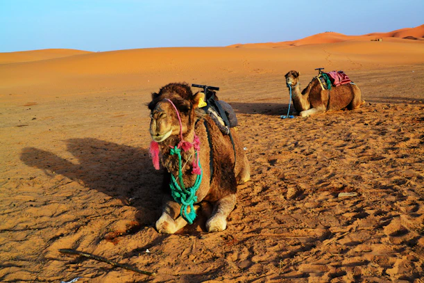 a couple of camels sitting in the middle of a desert