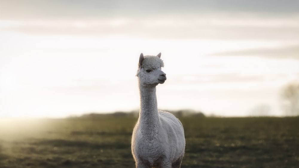 a white llama standing in a grassy field