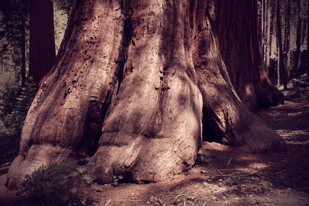 a large tree in the middle of a forest