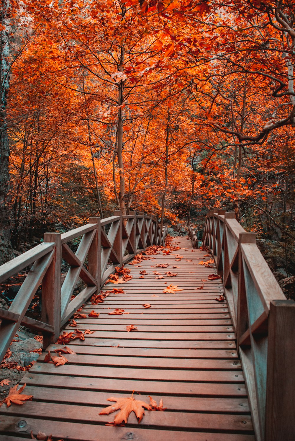 a wooden bridge surrounded by trees with orange leaves
