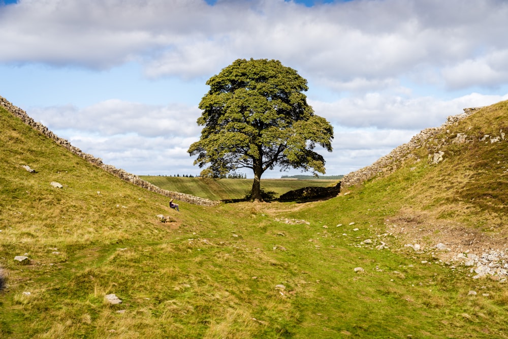 a lone tree in the middle of a grassy field