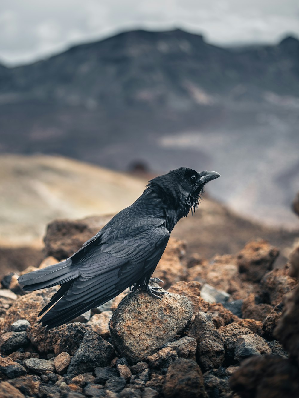 a black bird sitting on top of a pile of rocks