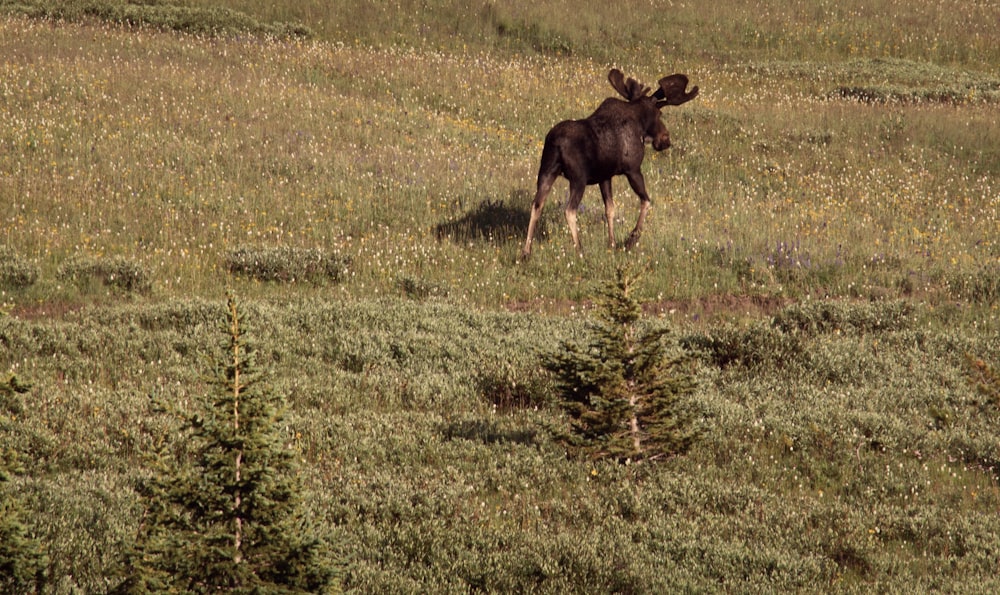 a moose standing in a field of tall grass