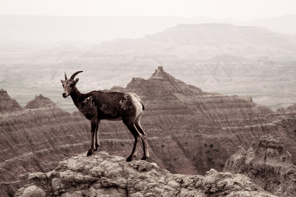 a goat standing on top of a rocky cliff