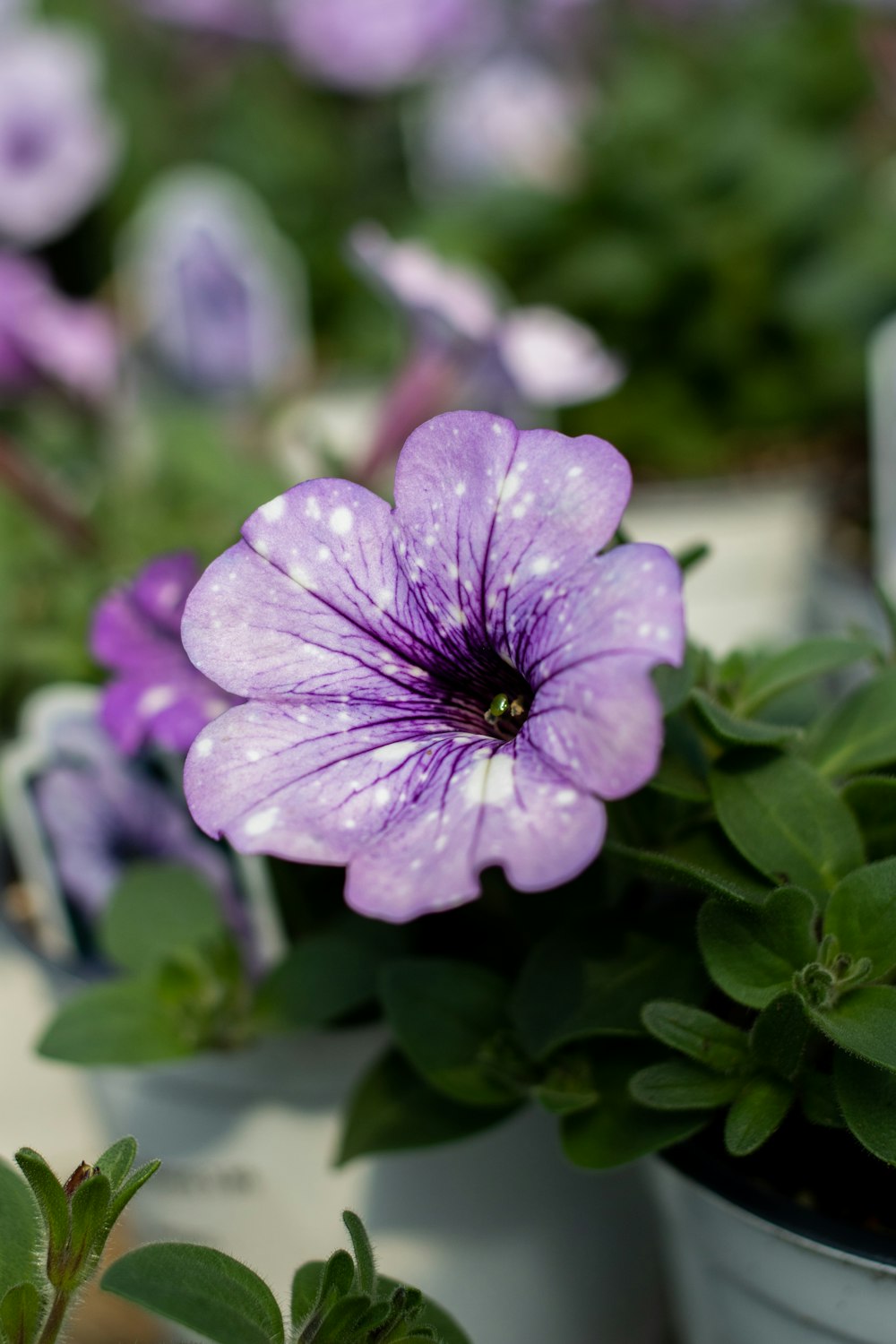 a close up of a purple flower in a pot