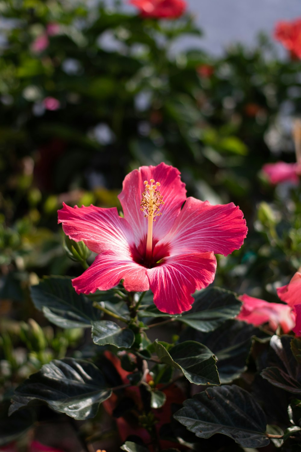 a close up of a pink flower with green leaves