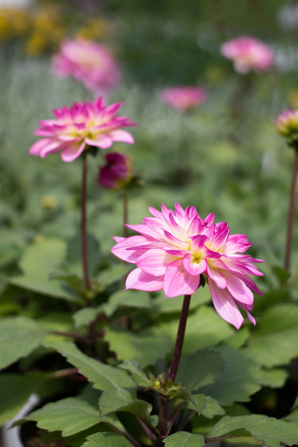 a group of pink flowers growing in a field
