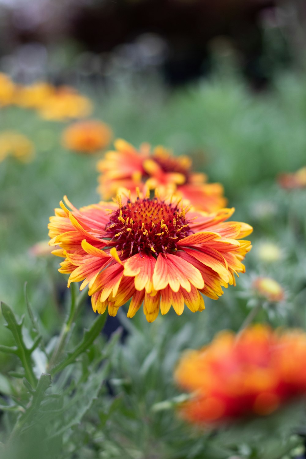 Un primer plano de una flor en un campo de flores