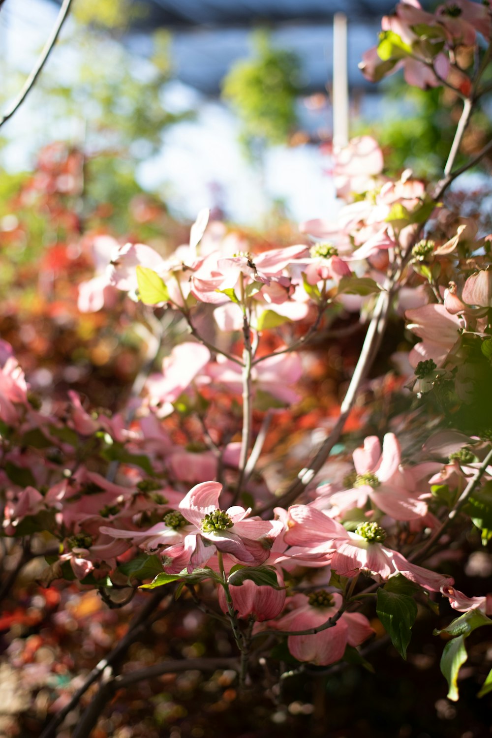 a close up of a bush with pink flowers