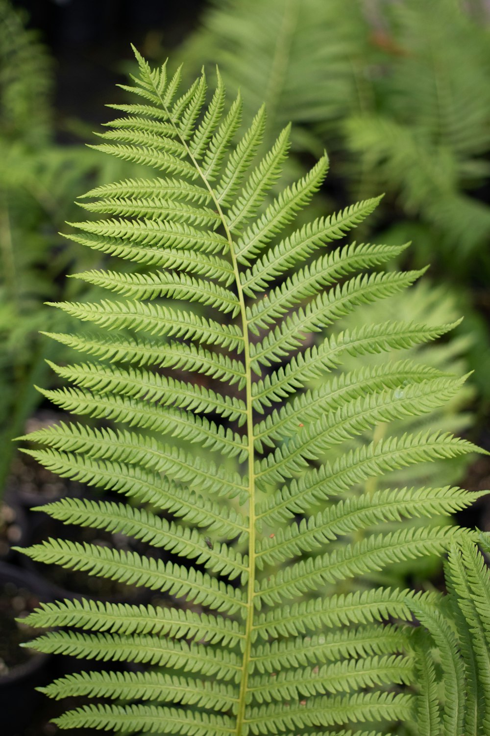 a close up of a green fern leaf