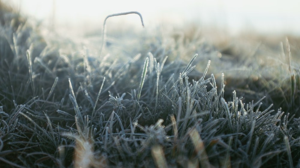 a close up of a grass covered in frost