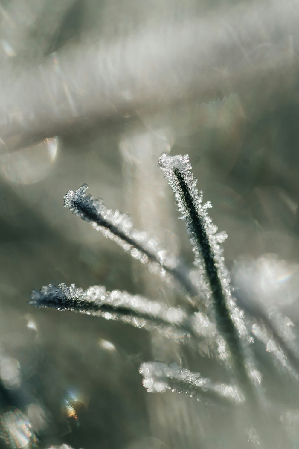 a close up of a plant with ice on it