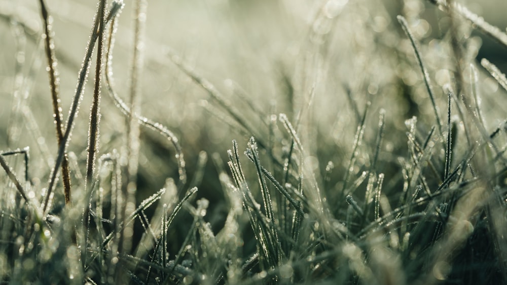 a close up of grass with dew on it