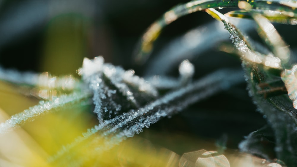 a close up of a plant with water droplets on it