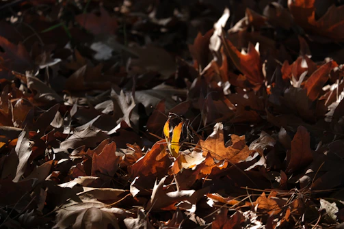 Earthy autumn leaves captured in rich, warm shades.