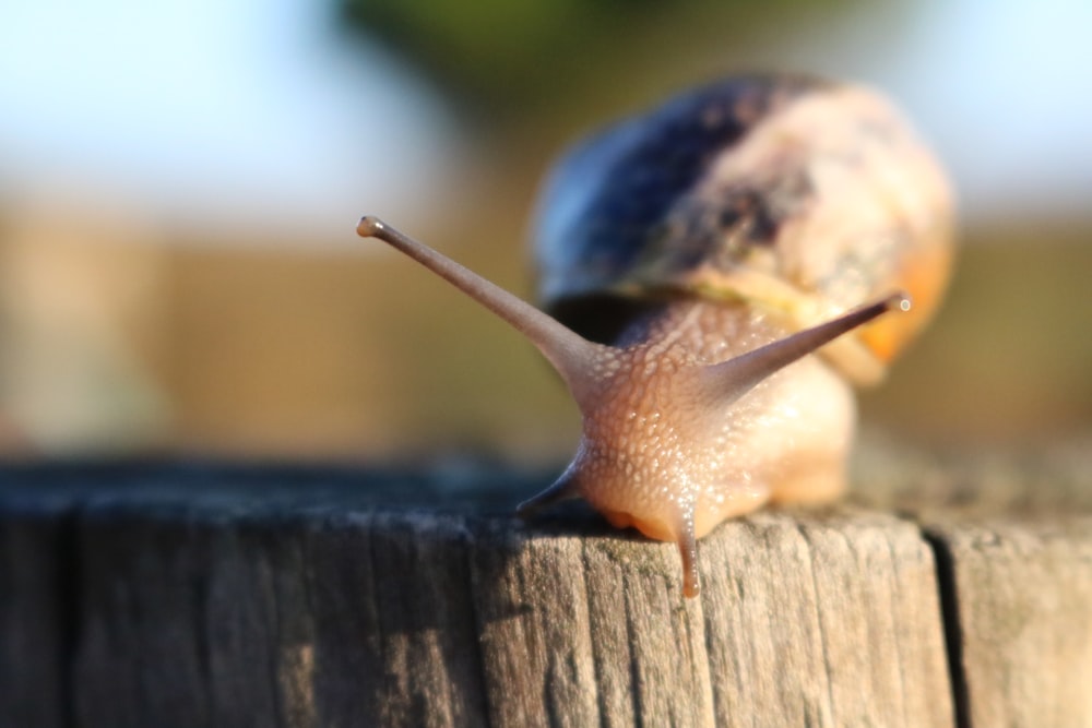 a close up of a snail on a wooden surface