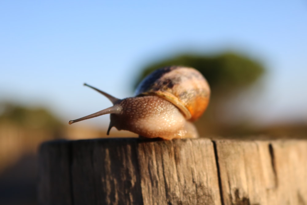 a snail sitting on top of a wooden fence
