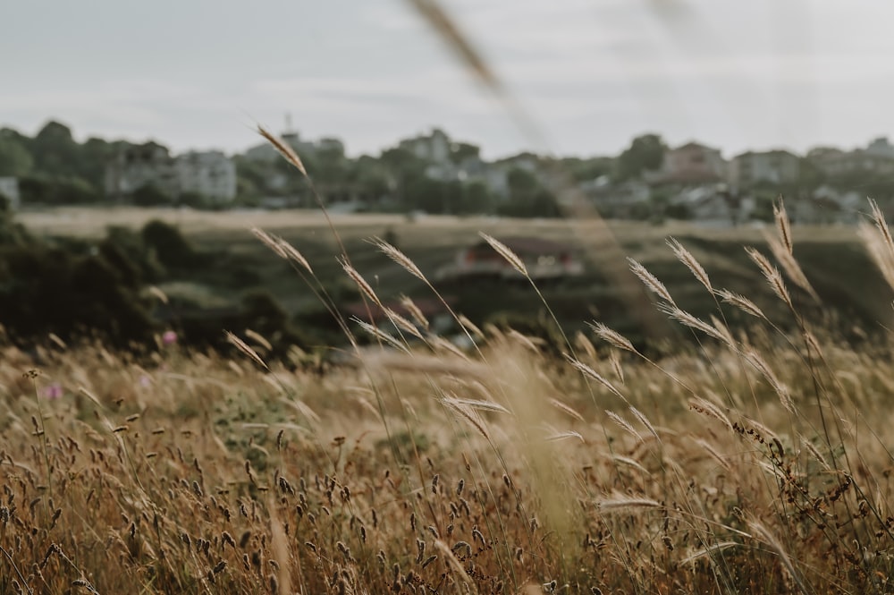 a field of tall grass with houses in the background