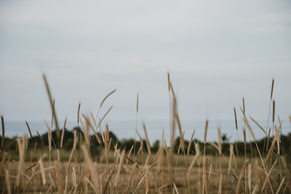 a field of tall grass with a sky in the background