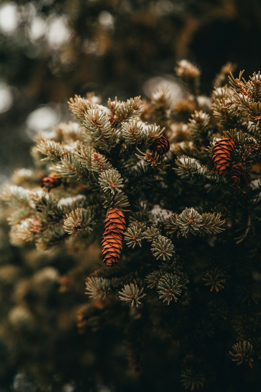 a close up of pine cones on a tree