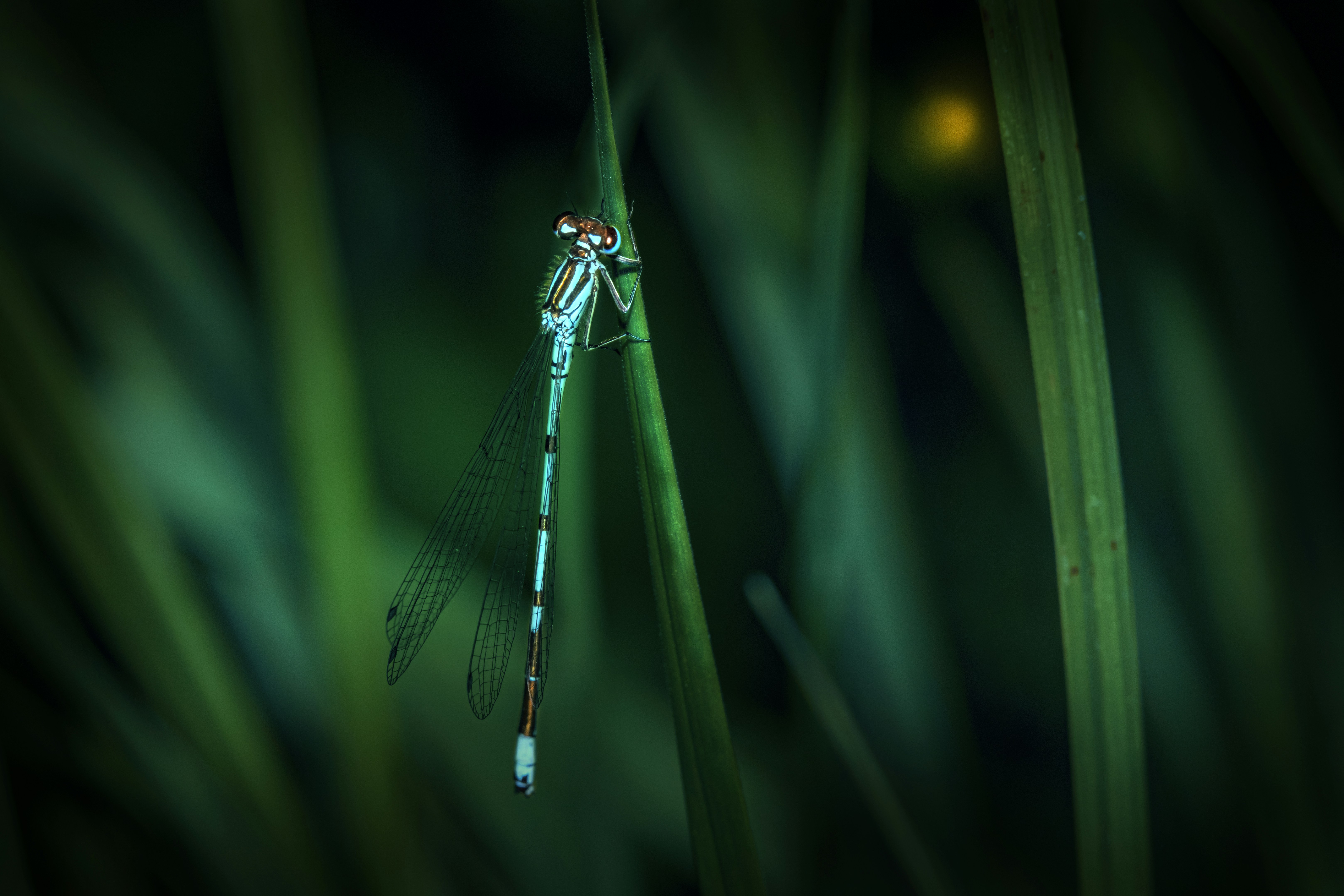 Photo by erik_karits