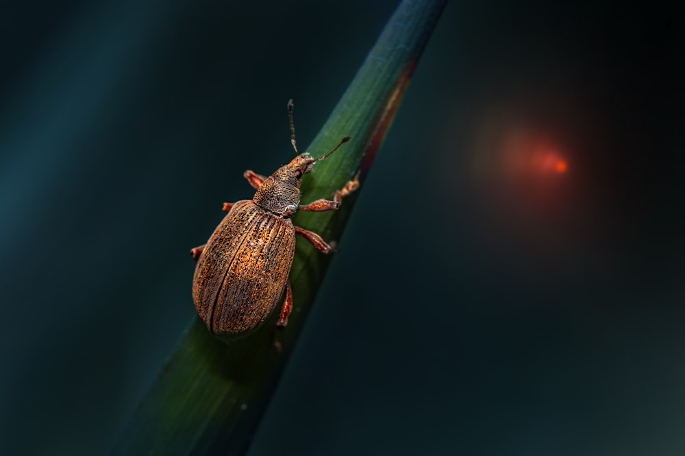 a close up of a bug on a leaf