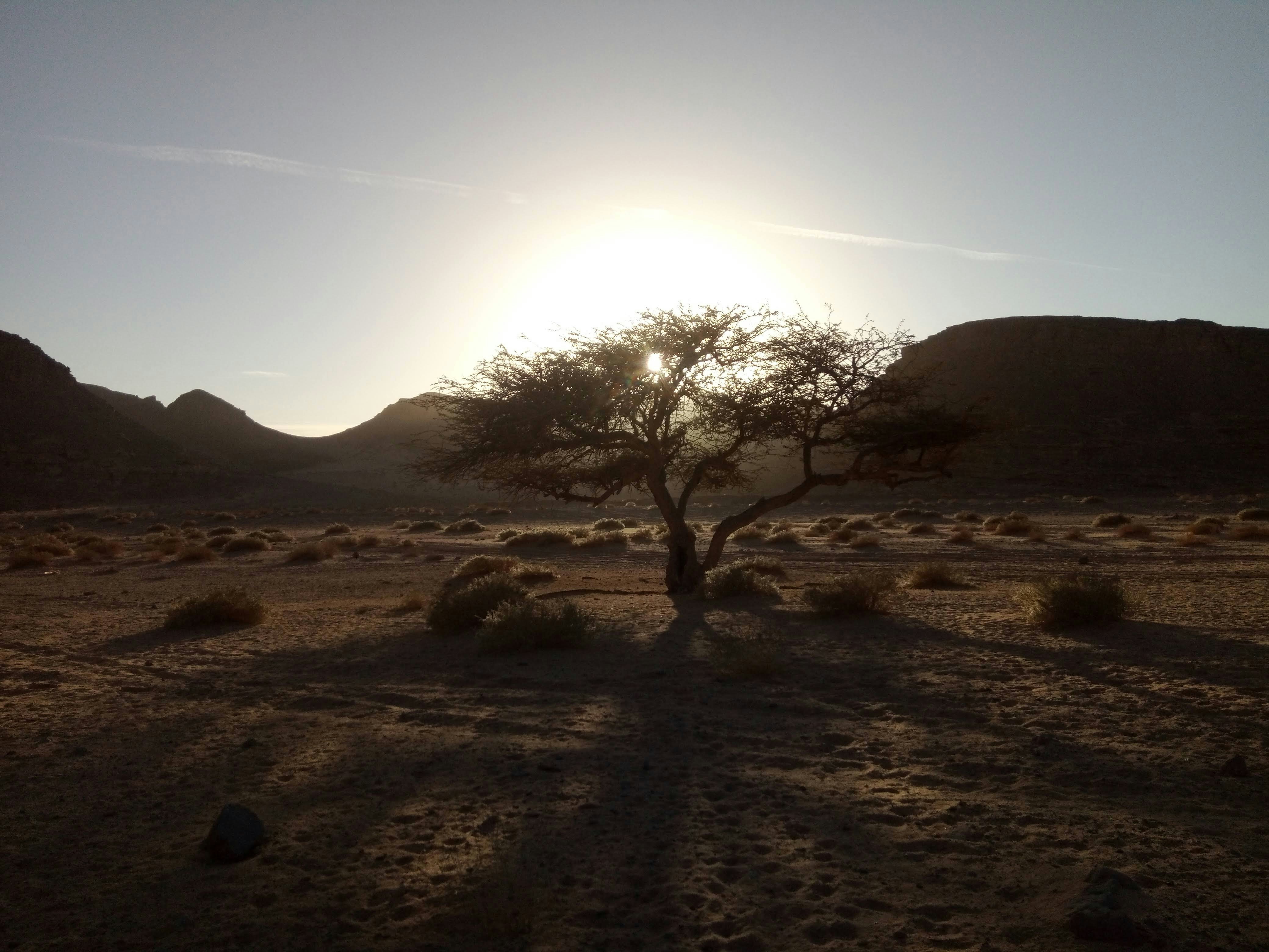 an acacia tree in the sunset in Serabit el Khadim, Sinai, Egypt