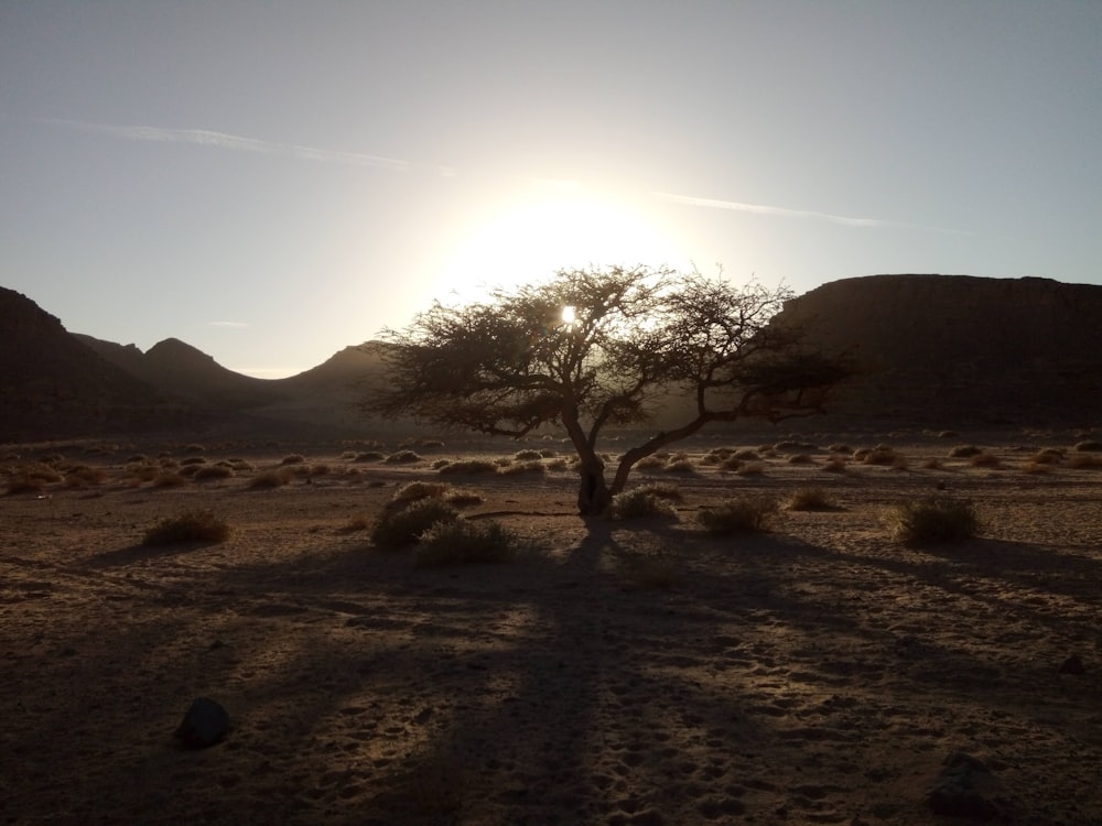 Un arbre solitaire au milieu d’un désert