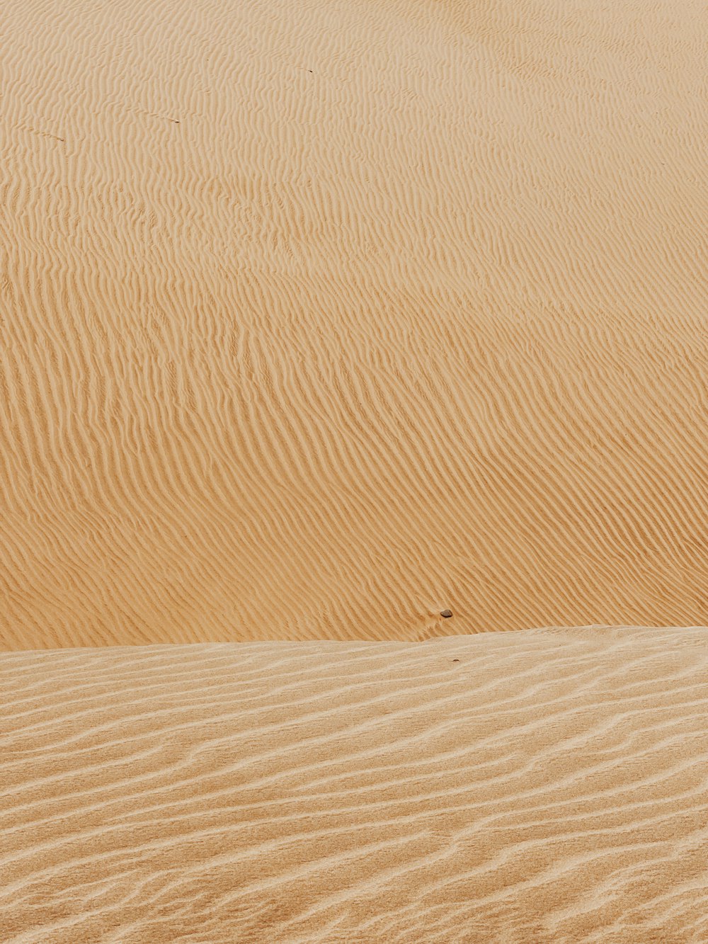 a lone camel standing in the middle of a desert