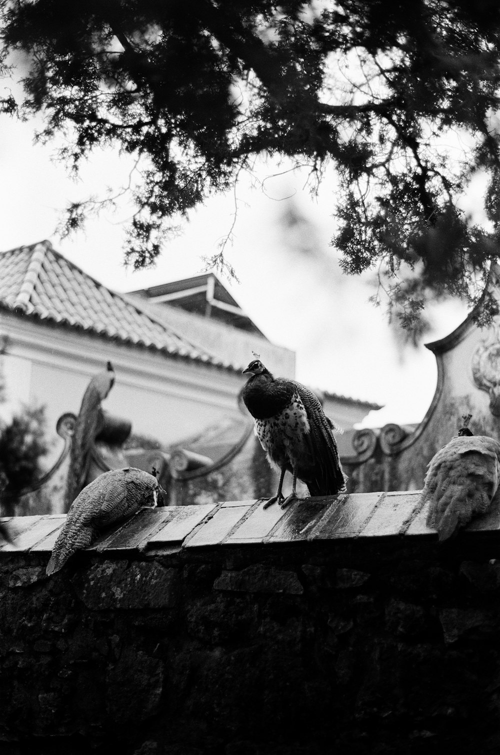 a black and white photo of birds on a ledge