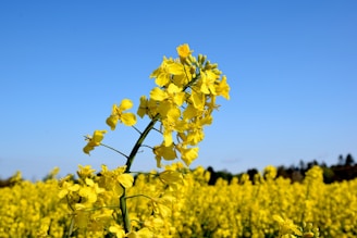 a field of yellow flowers with a blue sky in the background