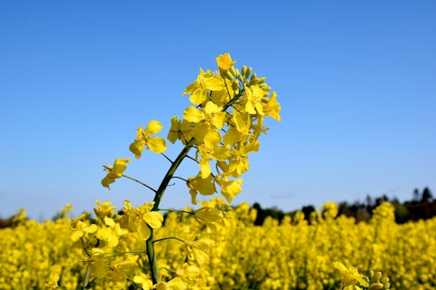 a field of yellow flowers with a blue sky in the background