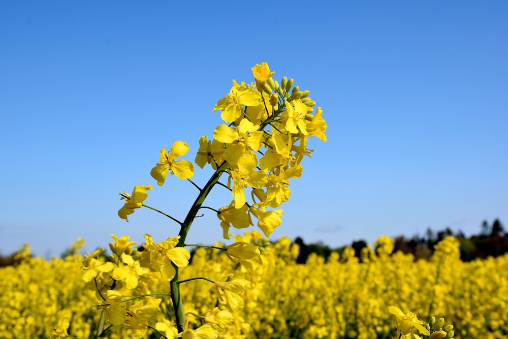 a field of yellow flowers with a blue sky in the background