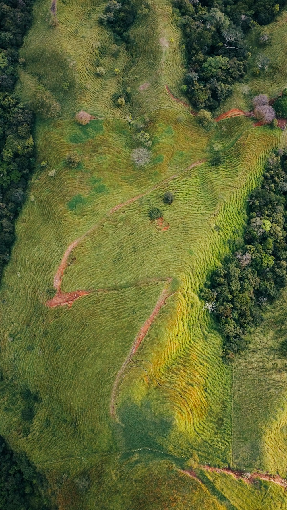 an aerial view of a lush green field