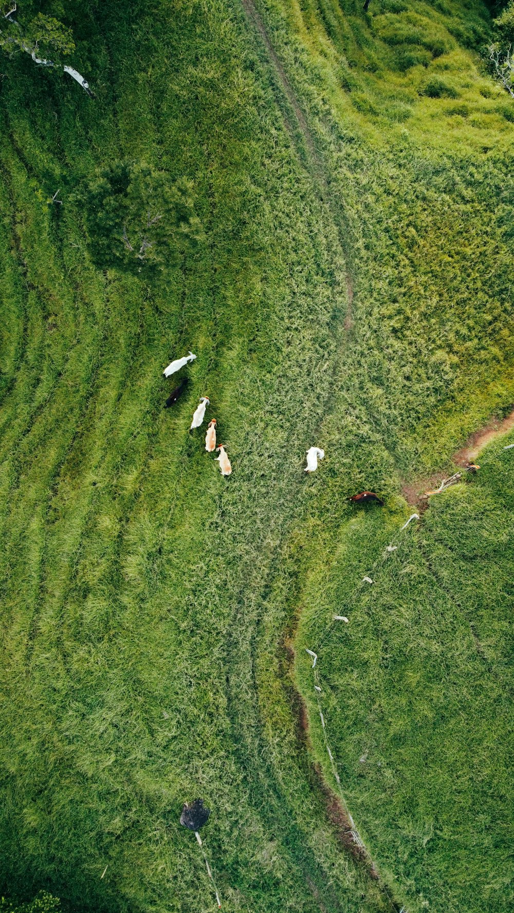 a herd of cattle walking across a lush green field