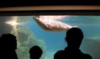A seal glides effortlessly underwater, surrounded by a large aquarium enclosure. Silhouettes of people are observing the aquatic creature from behind the glass, capturing a serene underwater world.