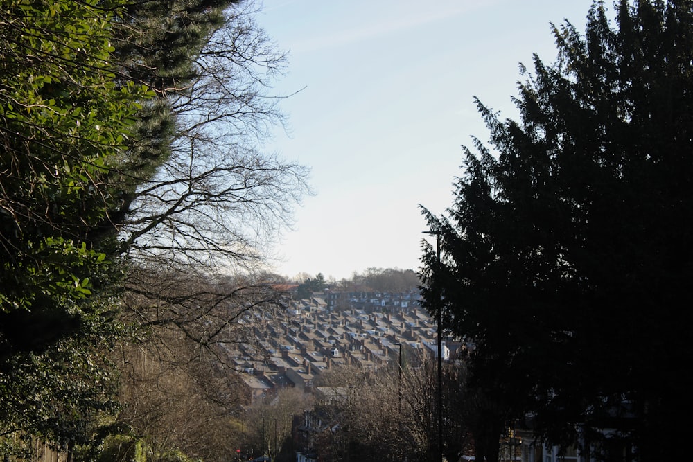 a street lined with lots of houses next to trees