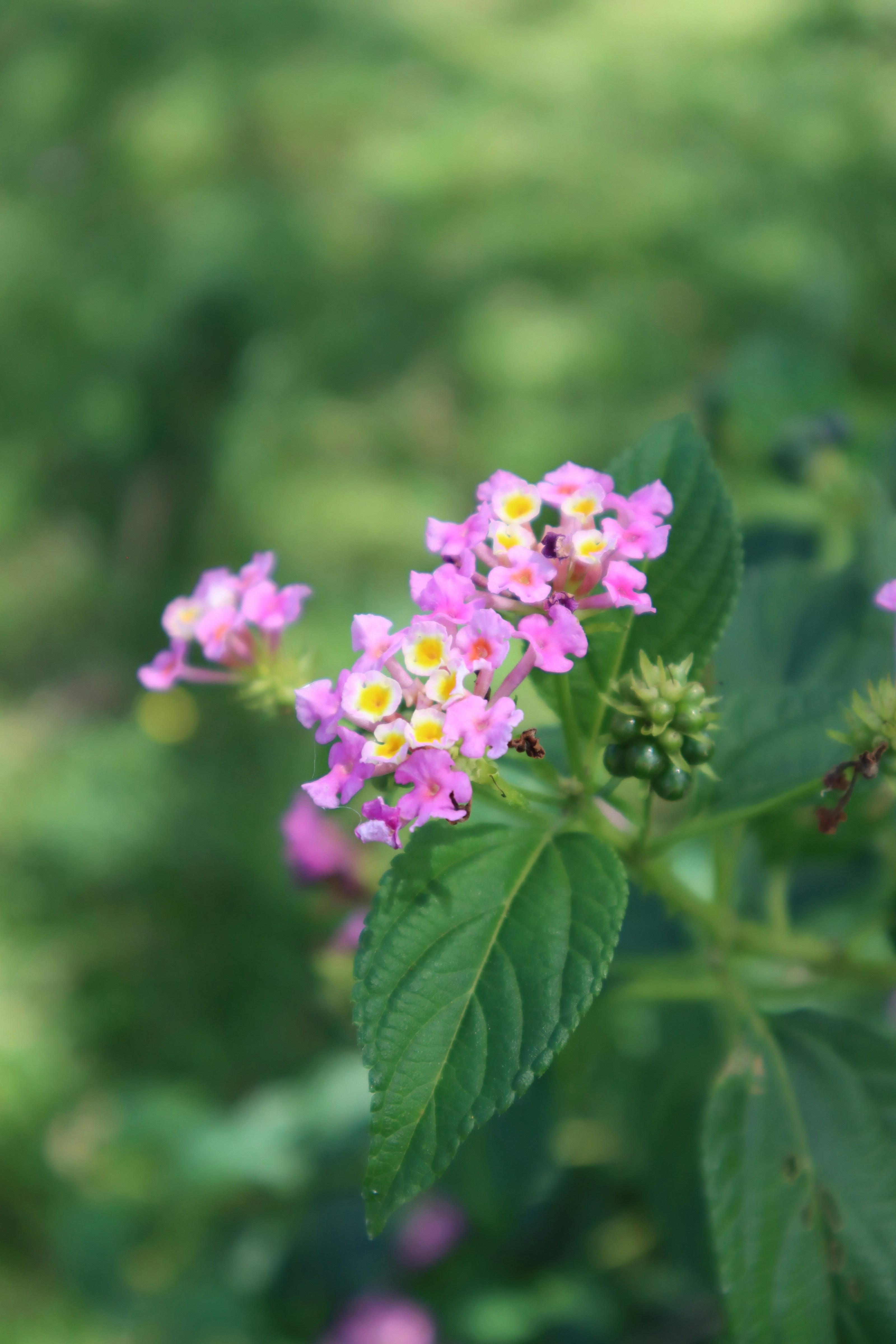 Photo by nellstephanj