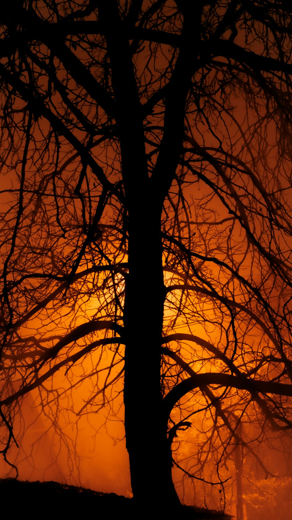 the sun is setting behind a bare tree