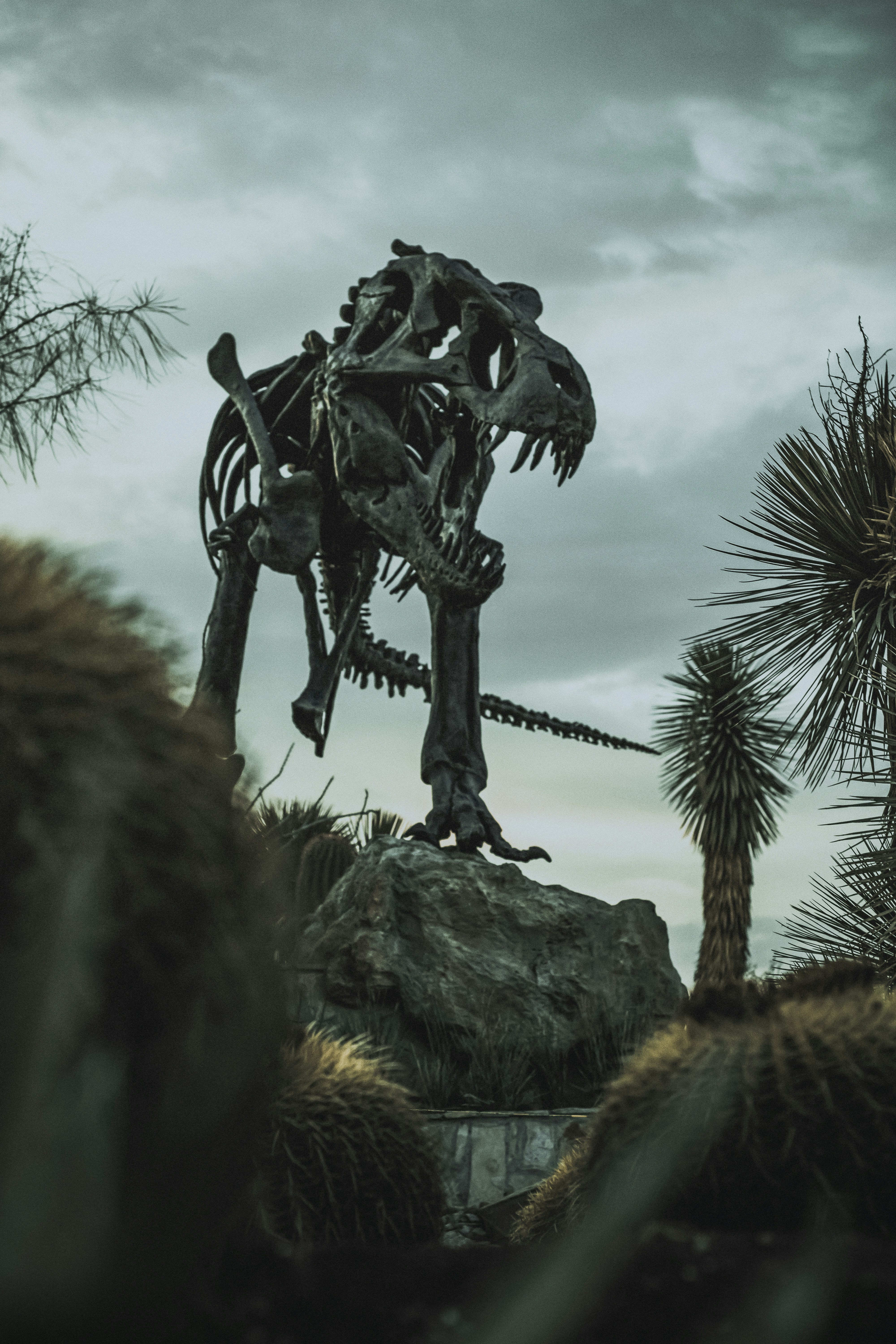 Un esqueleto de dinosaurio de pie sobre una roca