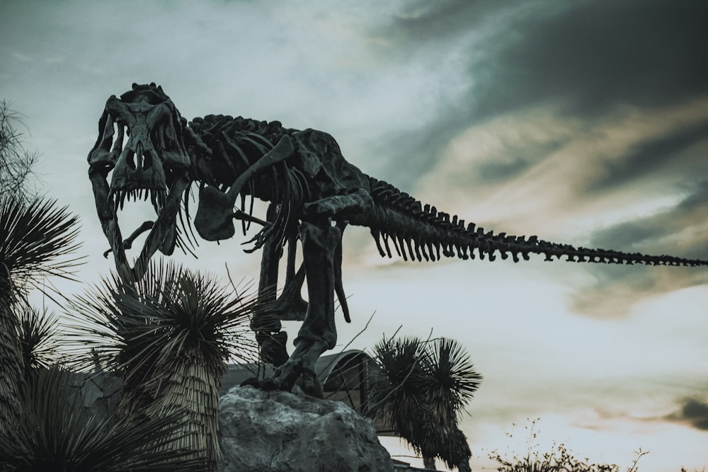 a dinosaur skeleton standing on top of a rock