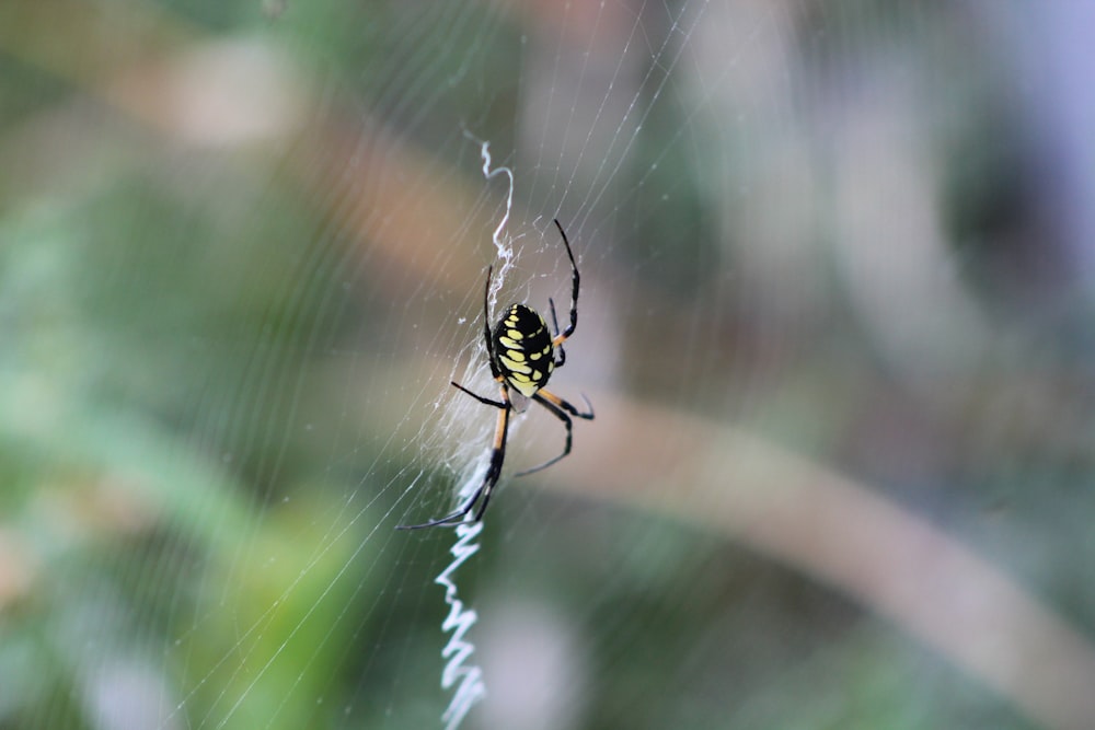 um close up de uma aranha em uma teia