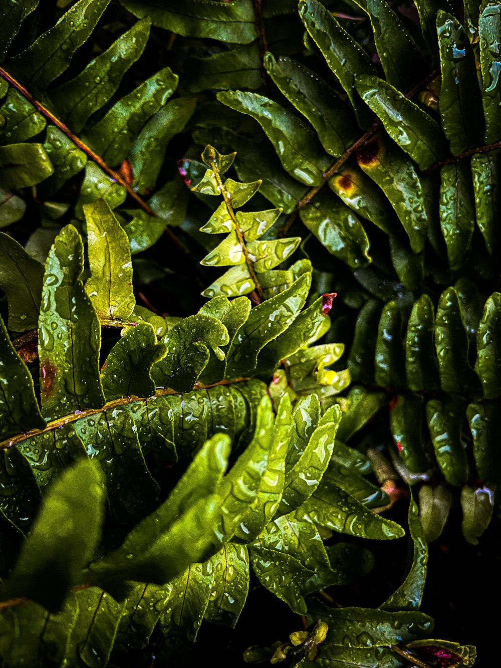 a bunch of green leaves with water droplets on them