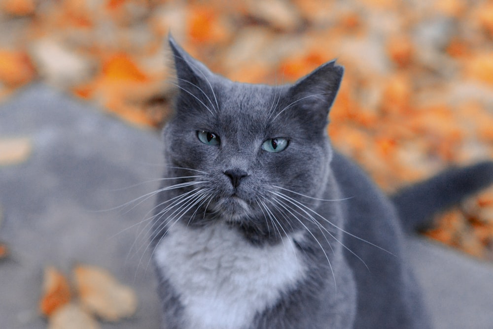 a gray and white cat sitting on top of a cement slab