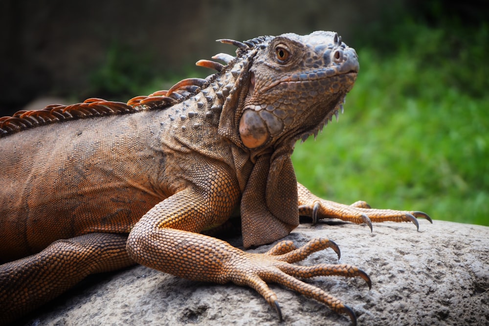 a close up of a lizard on a rock