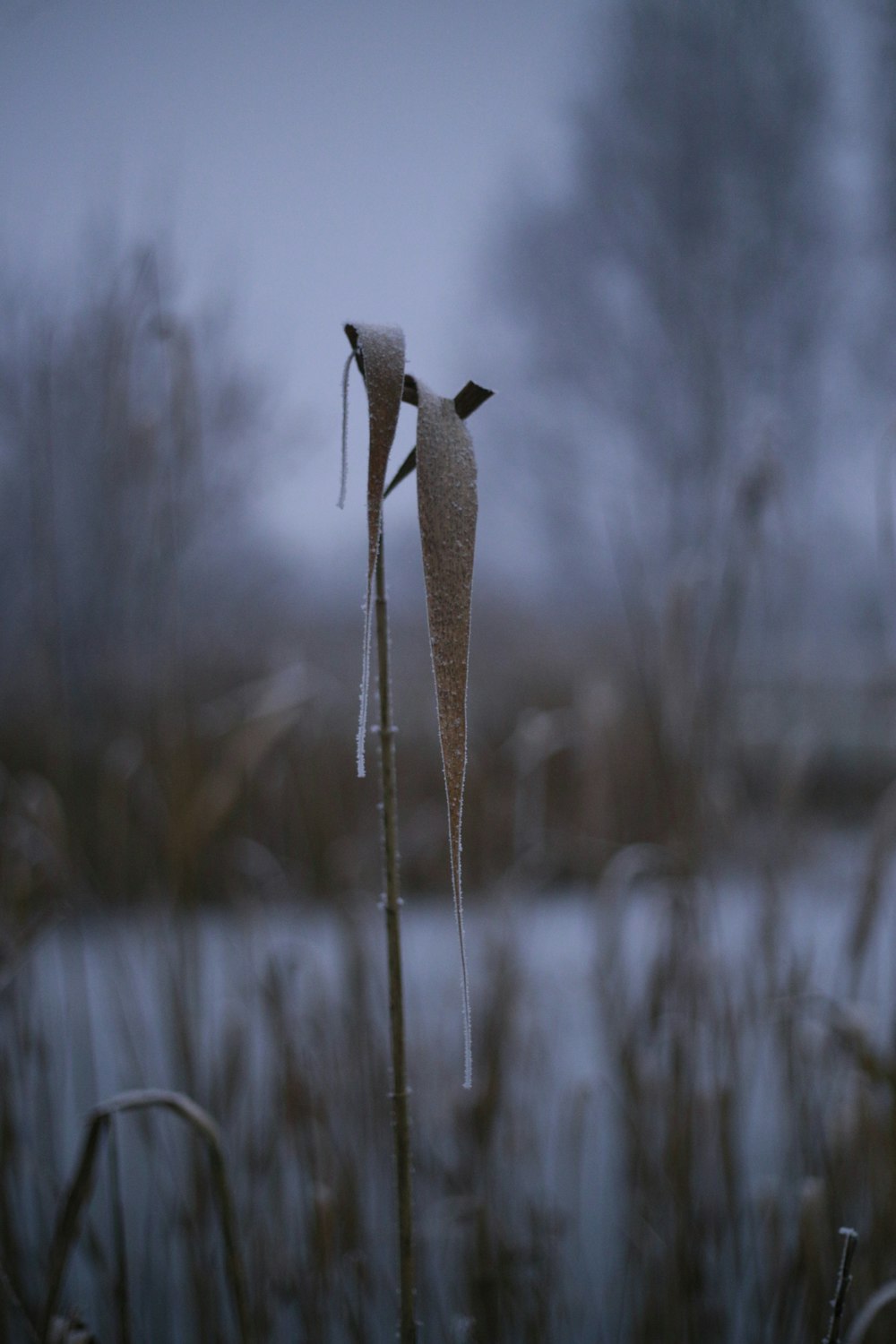 a couple of plants that are standing in the grass