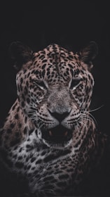 A leopard with detailed, striking fur pattern is captured in a dark setting. The focus is on its face, displaying sharp features and a slightly open mouth, which creates a sense of tension or readiness.