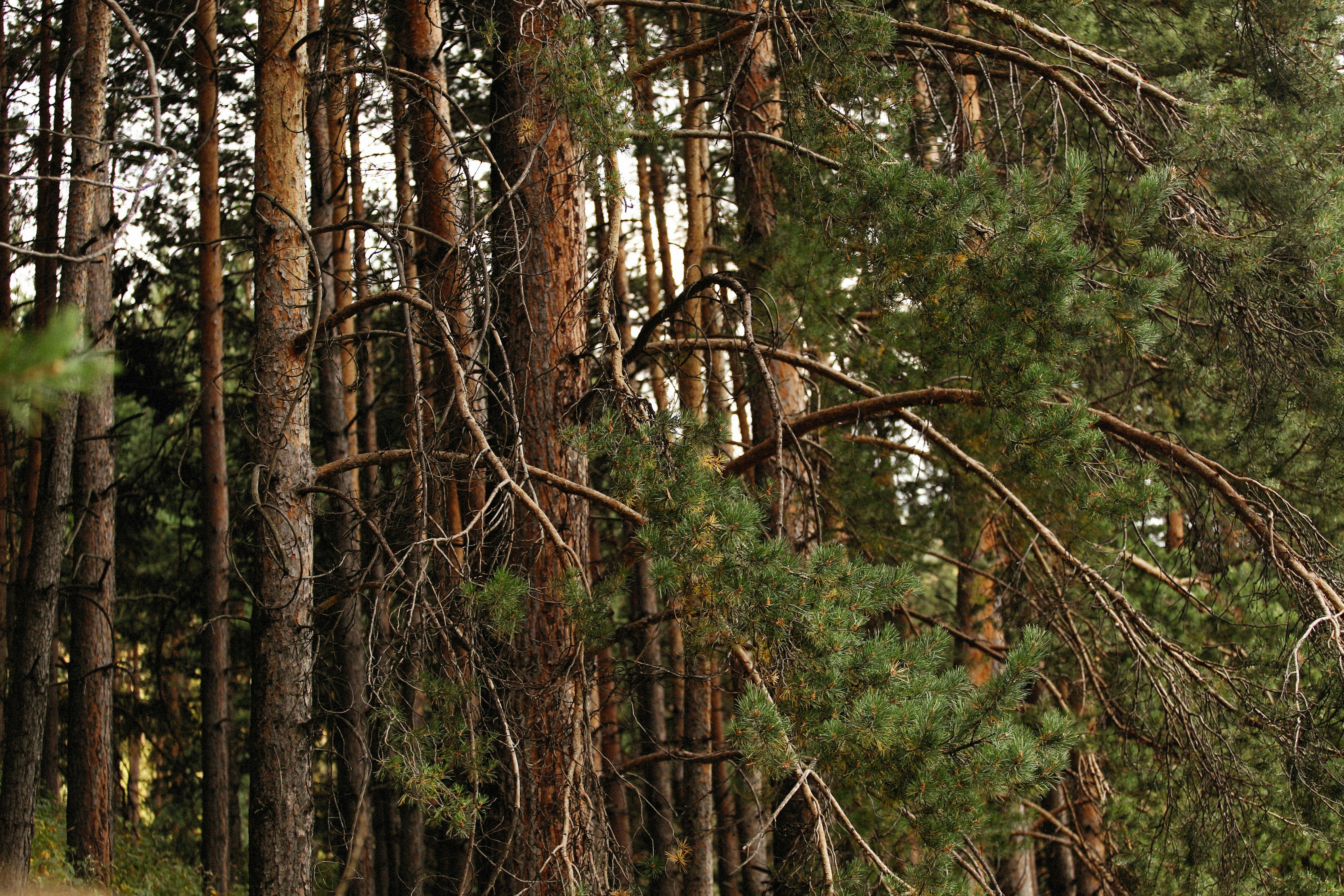 Photo by alexeydemidov