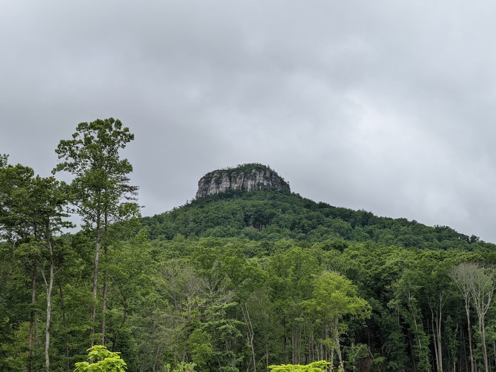 a lush green forest filled with lots of trees