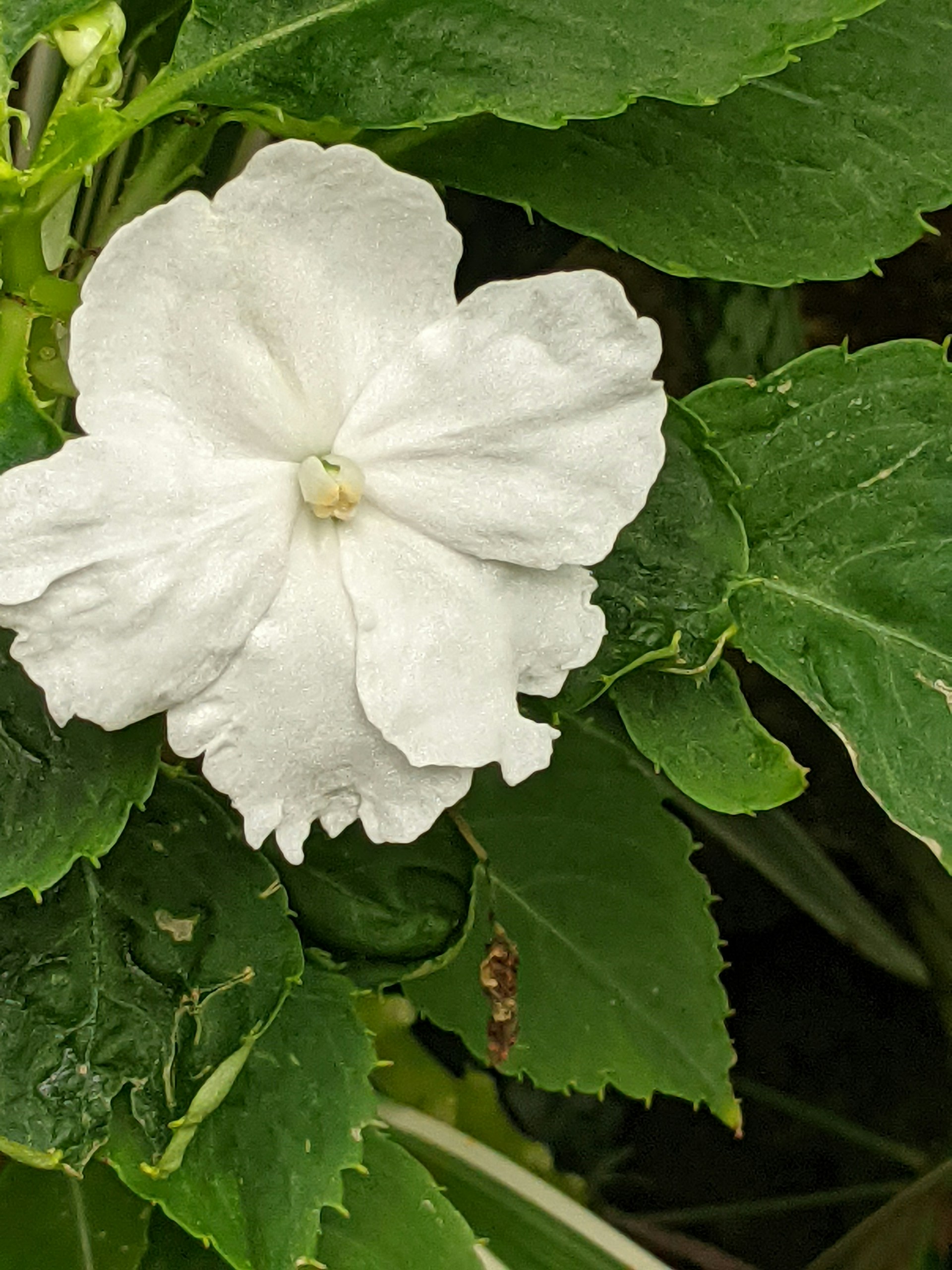 A close-up of a delicate flower in full bloom, highlighting its intricate details and soft colors.
